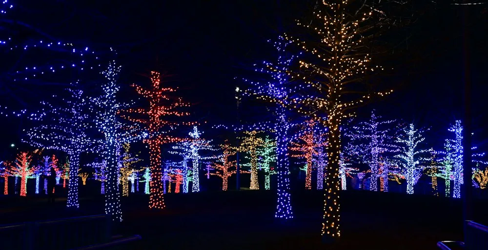 Trees wrapped in glowing Christmas lights at night